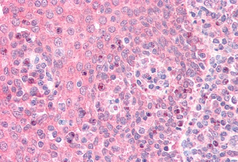 Goat anti-GNAI2 (aa289-299) Antibody