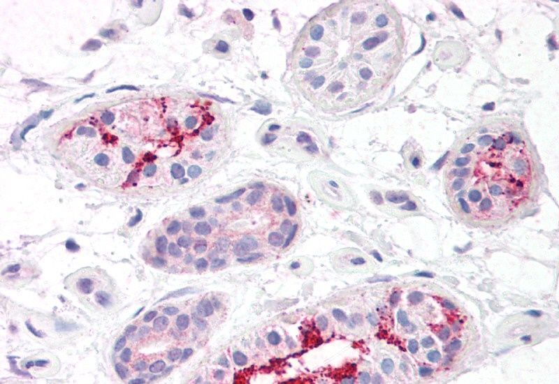 Goat anti-BOD1L (aa2802-2815) Antibody