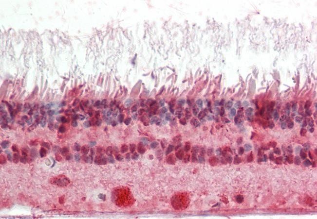 Goat anti-Cone-rod homeobox (C Terminus) Antibody