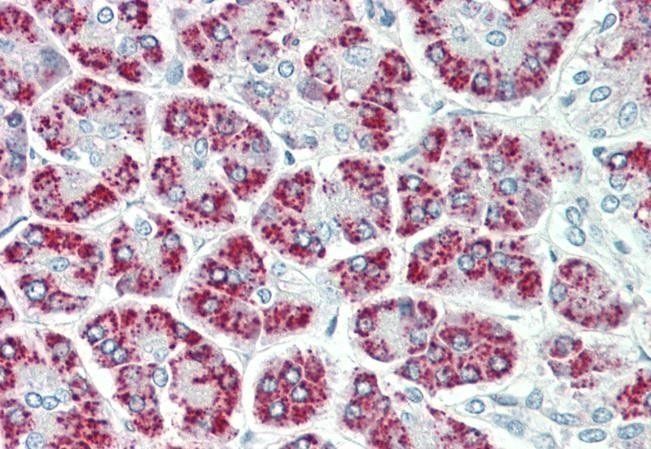 Goat anti-EEF1E1 / AIMP3 / p18 Antibody