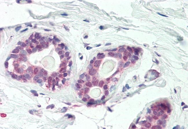 Goat anti-HOXC10 Antibody