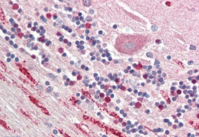 Goat anti-neuronal pentraxin 1 Antibody