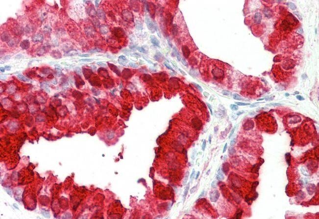 Goat anti-kallikrein 6 Antibody