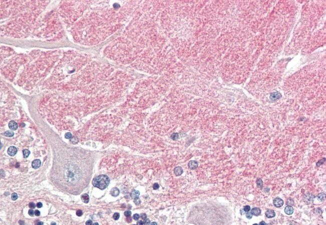 Goat anti-contactin 1 Antibody