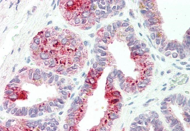 Goat anti-NAT1 (aa272-286) Antibody