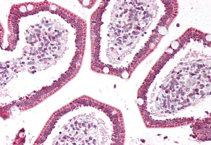 Goat anti-PLA2G2A Antibody