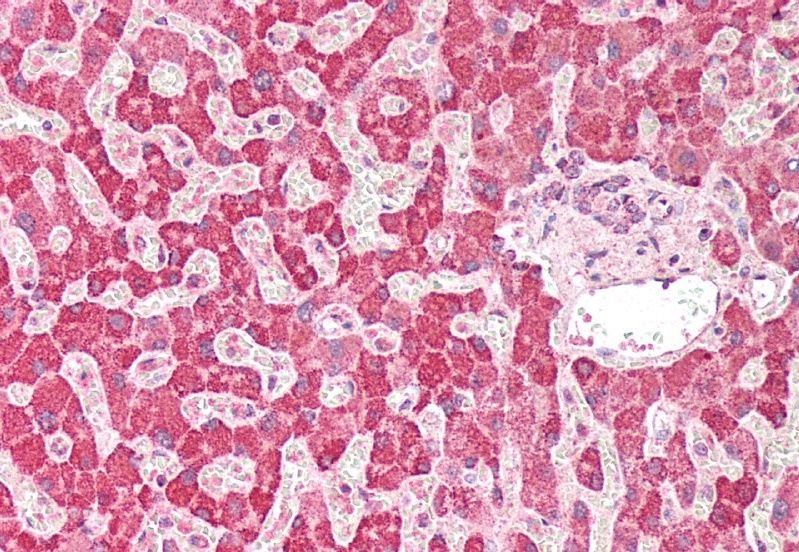 Goat anti-PLA2G2A Antibody