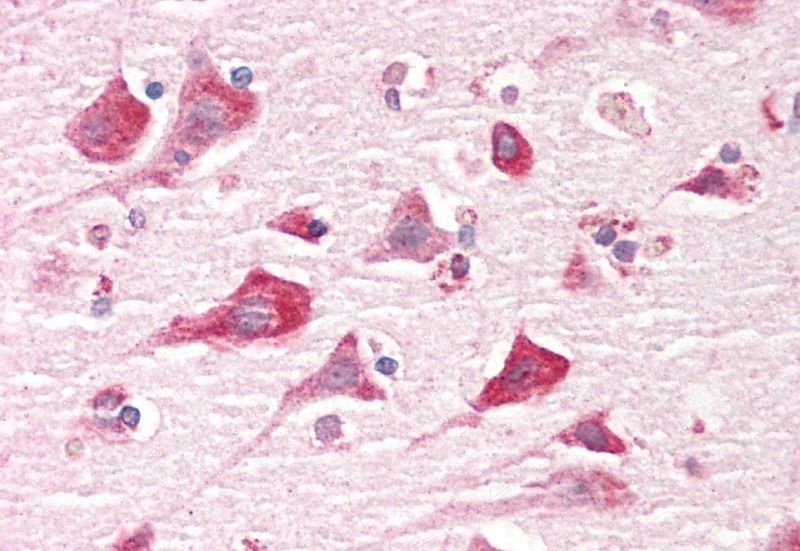 Goat anti-CAPRIN1 Antibody