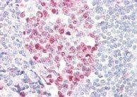 Goat anti-dUTPase / DUT Antibody