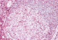 Goat anti-HLA-B Antibody