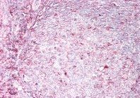 Goat anti-HLA-B (aa132-143) Antibody