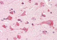 Goat anti-PTGES2 (aa292-306) Antibody