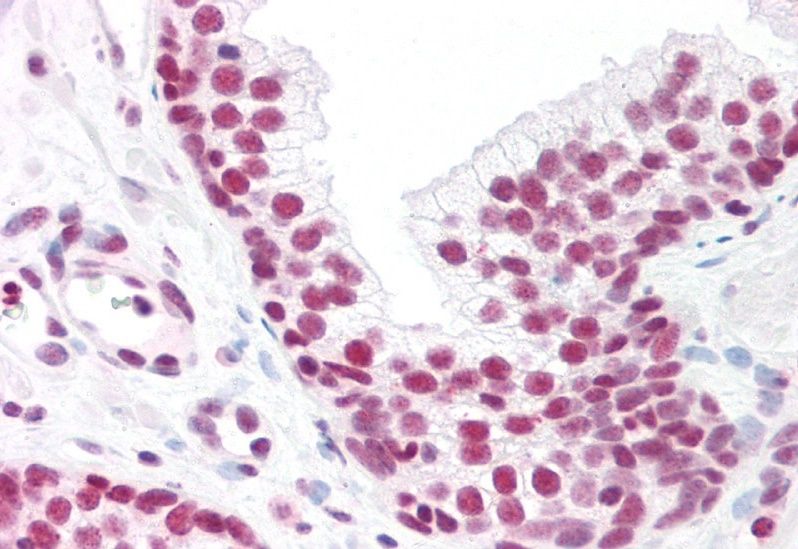 Goat anti-MAX Antibody