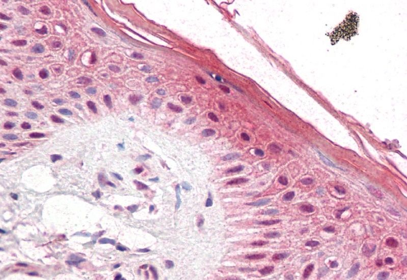 Goat anti-SIAHBP1 / FIR Antibody