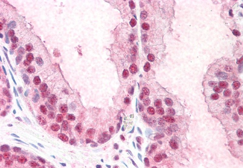 Goat anti-SIAHBP1 / FIR Antibody