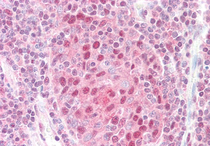 Goat anti-GPS1 / COPS1 Antibody