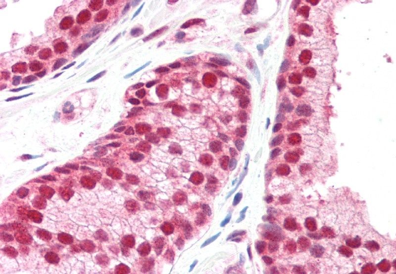 Goat anti-GPS1 / COPS1 Antibody