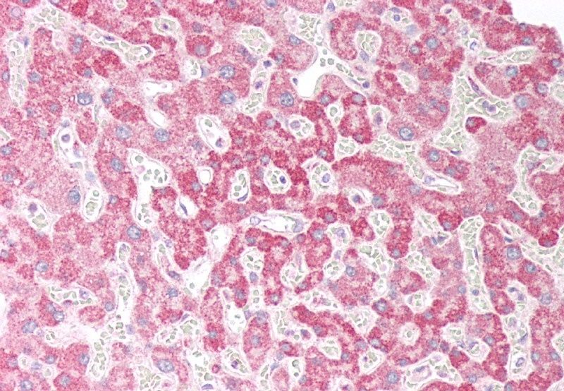 Goat anti-ORP5 (OBPH1) Antibody