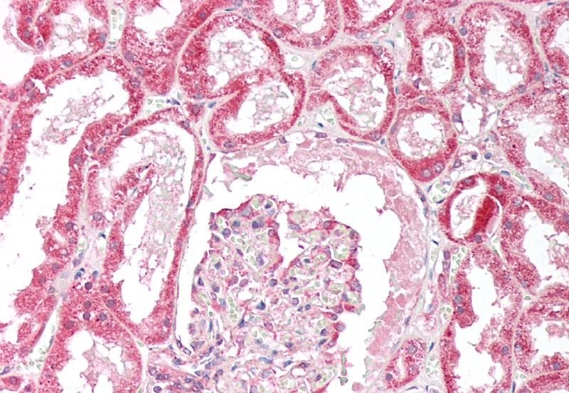 Goat anti-ORP5 (OBPH1) Antibody