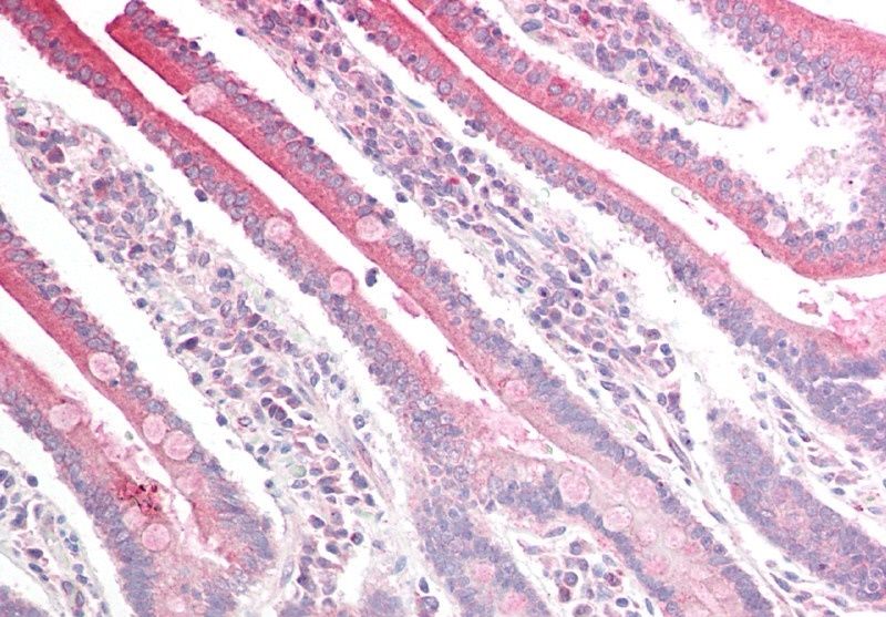 Goat anti-RGS18 Antibody