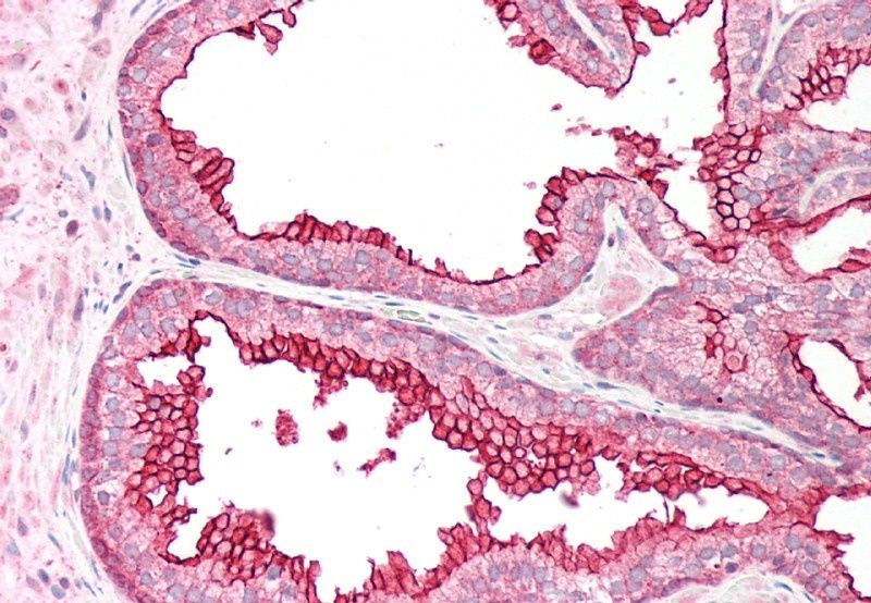 Goat anti-RGS18 Antibody