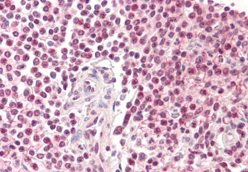 Goat anti-Pirin Antibody