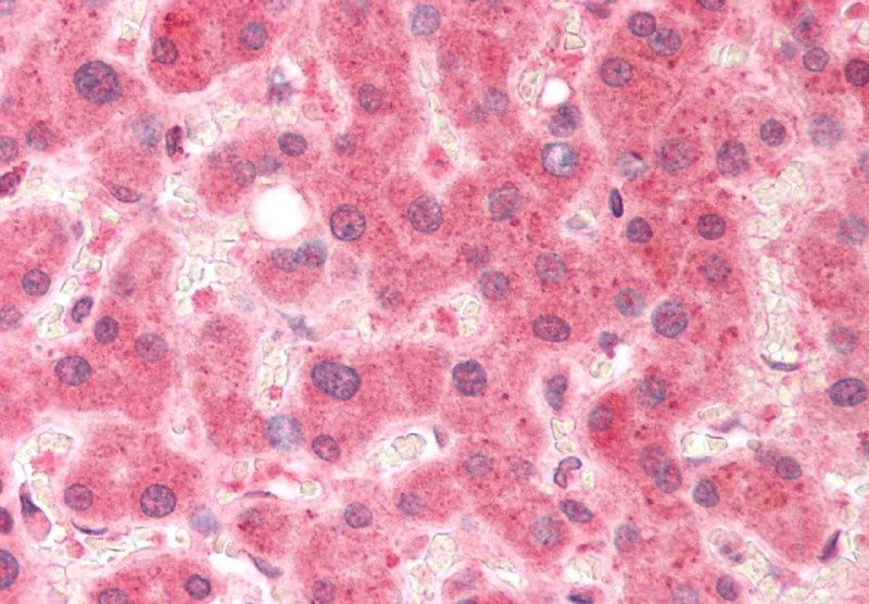 Goat anti-Pirin Antibody