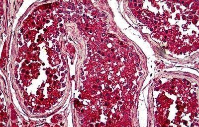 Goat anti-Pituitary tumor-transforming 1 / Securin Antibody