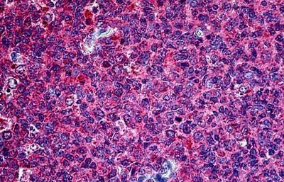 Goat anti-Pituitary tumor-transforming 1 / Securin Antibody