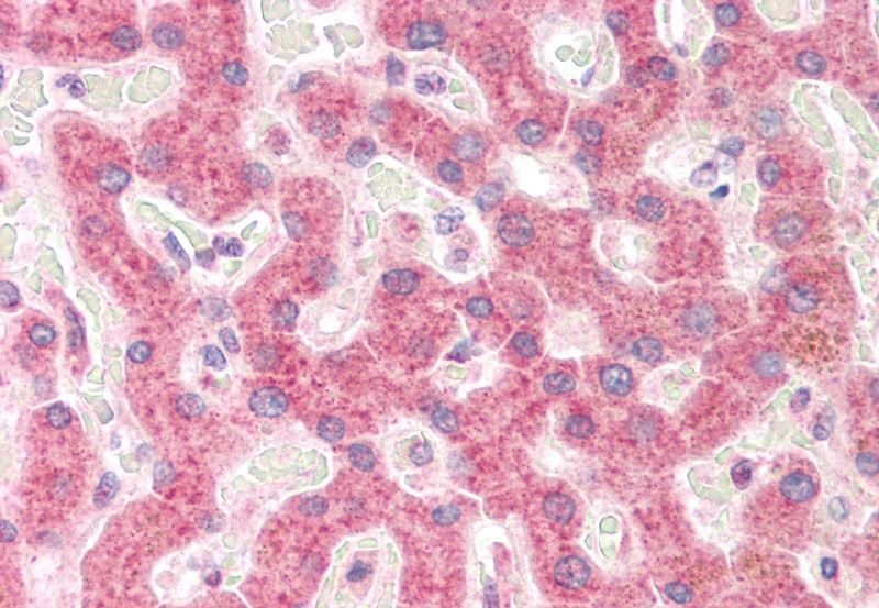 Goat anti-RPS19 Antibody