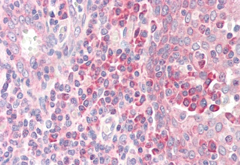 Goat anti-RPS19 Antibody