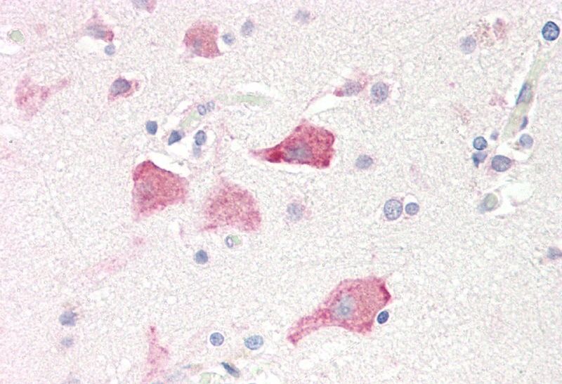 Goat anti-RPS19 Antibody