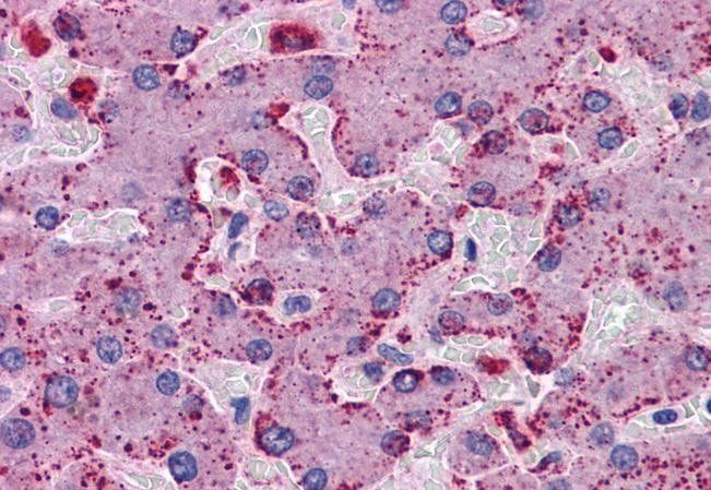 Goat anti-PRODH Antibody