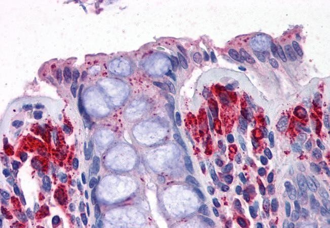 Goat anti-PRODH Antibody