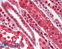 Goat anti-PEBP1 / RKIP (Internal) Antibody