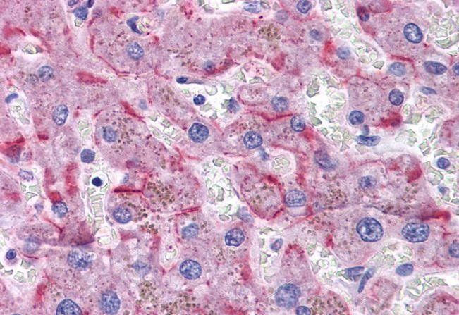 Goat anti-SORBS1/ponsin (internal region) Antibody