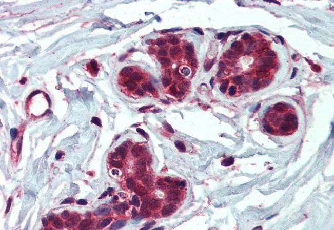 Goat anti-Insulysin / Insulinase Antibody