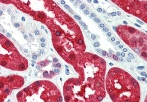 Goat anti-BHMT Antibody
