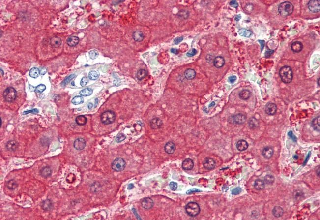 Goat anti-BHMT Antibody