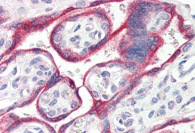 Goat anti-Aromatase / CYP19A1 Antibody