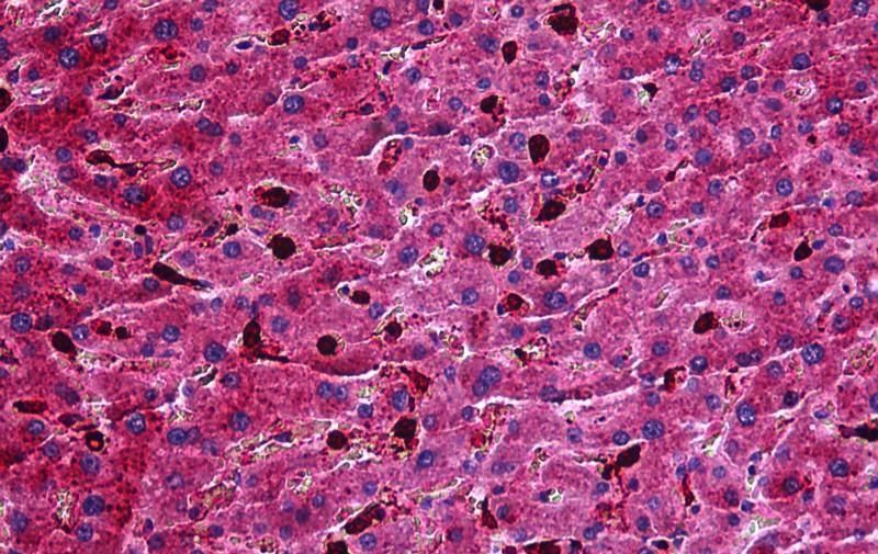 Goat anti-Apolipoprotein M (mouse) Antibody