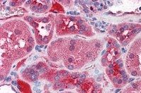 Goat anti-KCNN2 Antibody