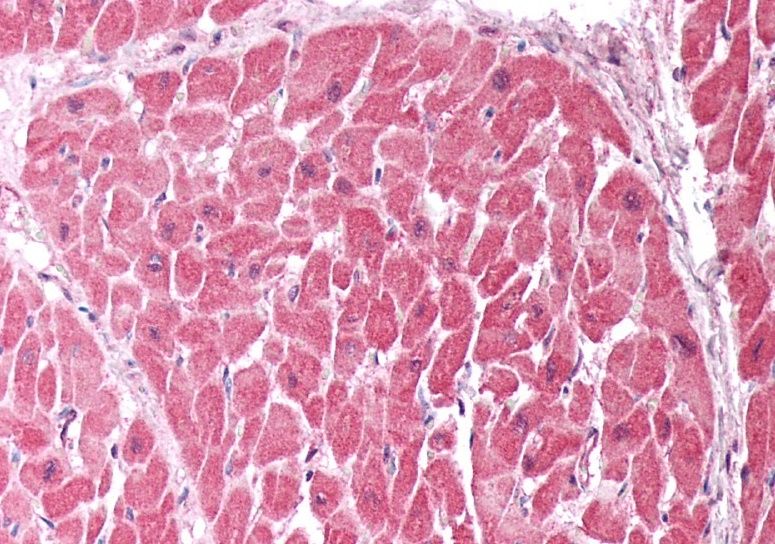Goat anti-CHCHD3 Antibody