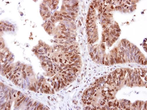 RED antibody [N1], N-term
