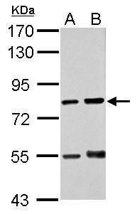 RED antibody [N1], N-term