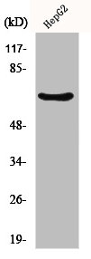 IK antibody