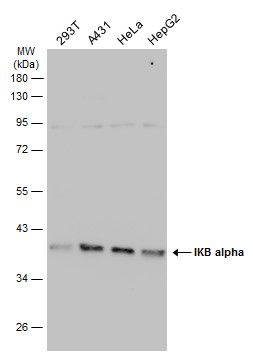 NFKB inhibitor alpha Antibody