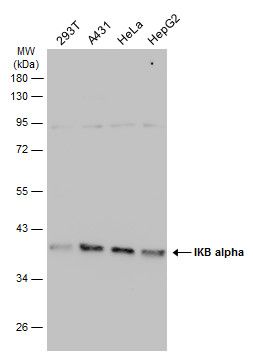 IKB alpha antibody
