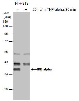NFKB inhibitor alpha Antibody