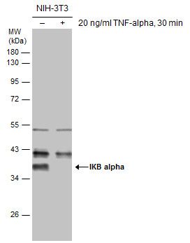 IKB alpha antibody
